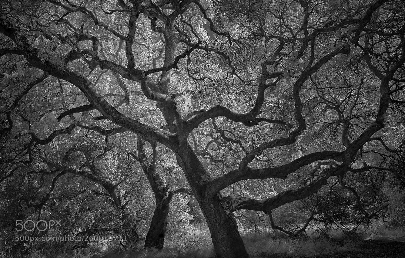Sony a7R sample photo. Oaks photography