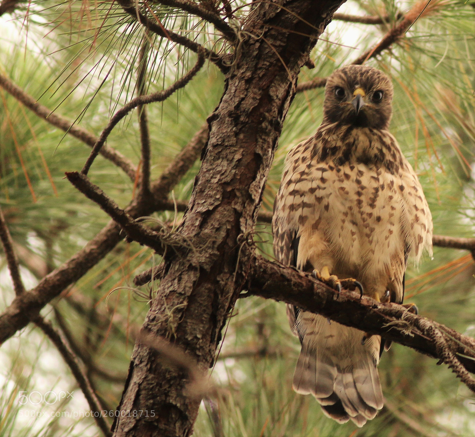 Canon EOS 70D sample photo. Red shouldered hawk juvinile photography