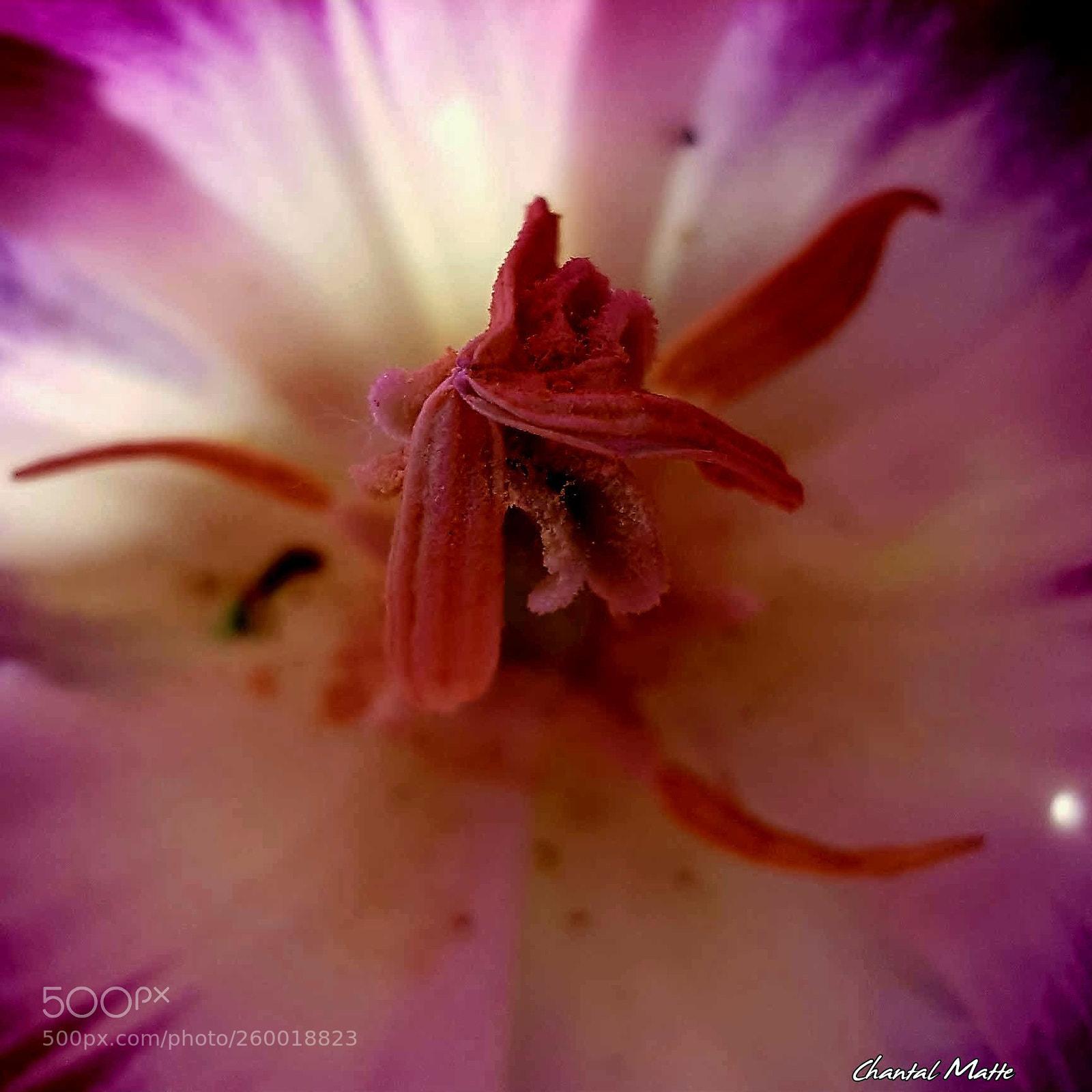 Samsung Galaxy S7 sample photo. Stamens in madness photography