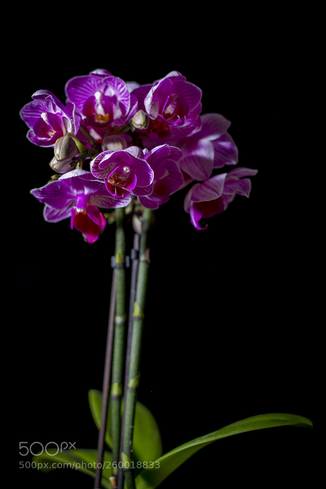Canon EOS 60D sample photo. Img photography
