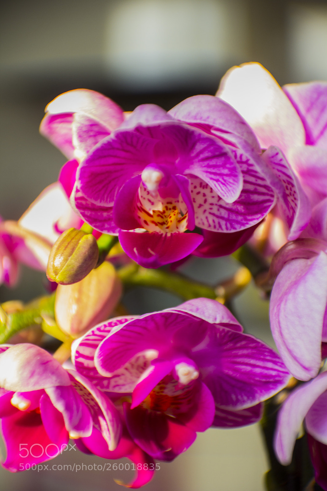Canon EOS 60D sample photo. Img photography