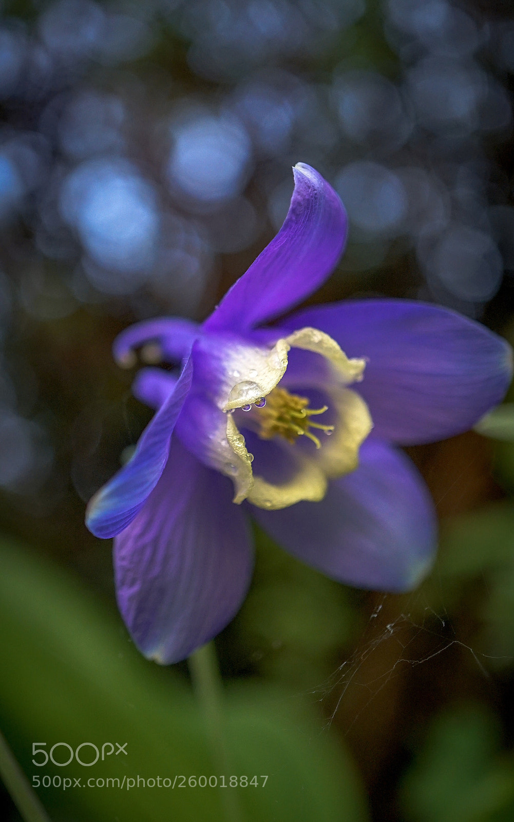 Sony a7 II sample photo. Macro garden photography