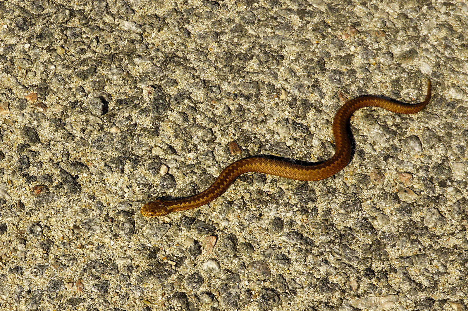 Sony a6000 sample photo. Little adder photography