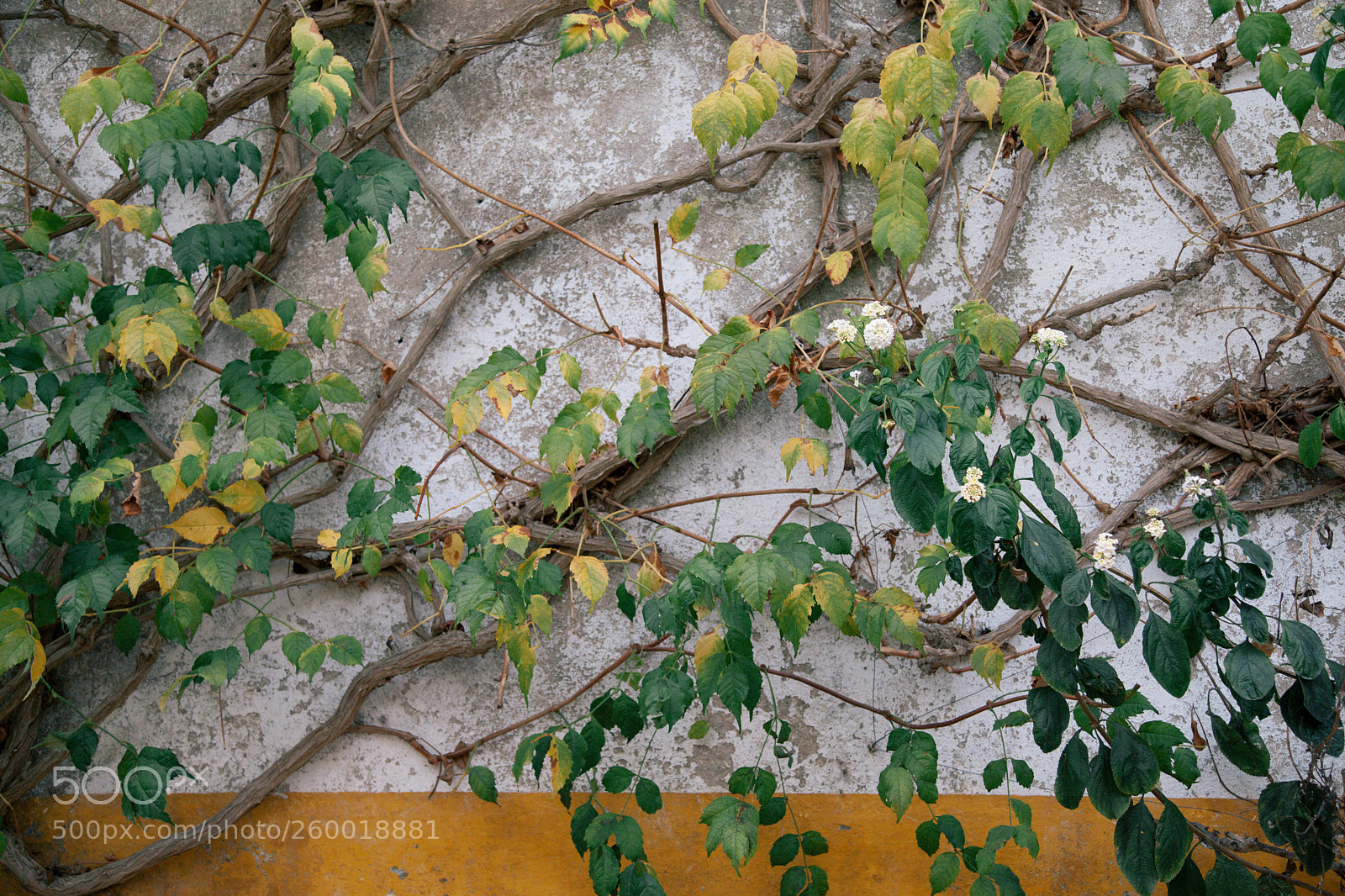 Canon EOS 5D Mark II sample photo. Simple growth photography