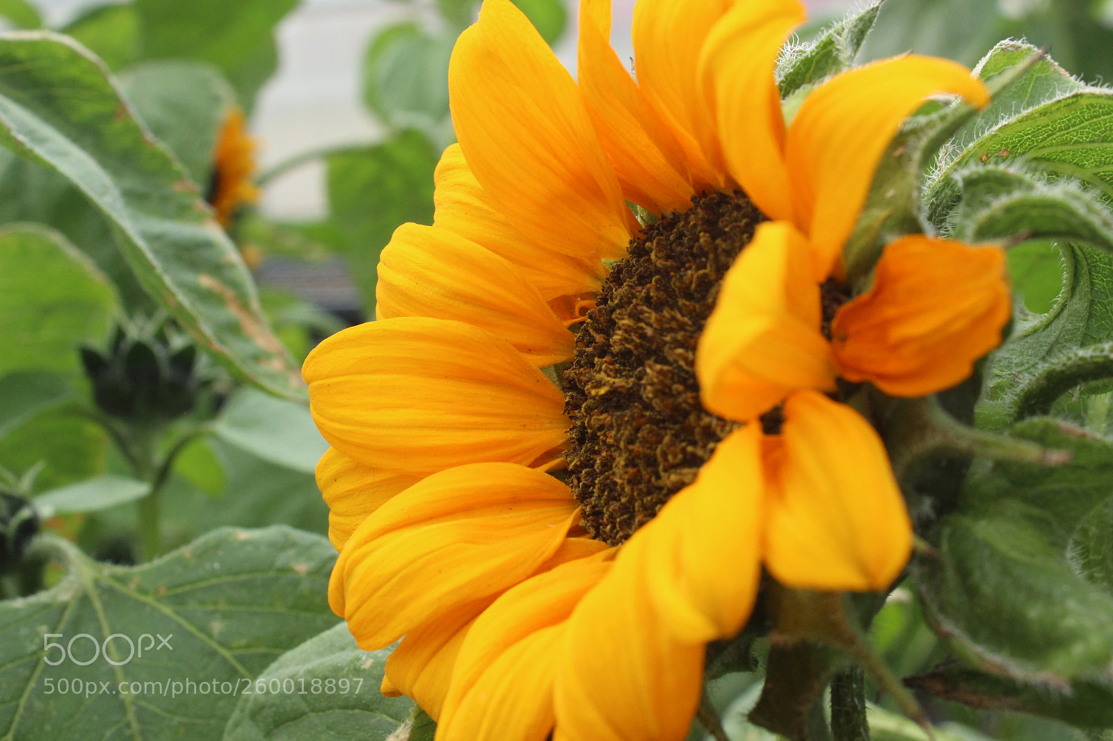 Canon EOS 1200D (EOS Rebel T5 / EOS Kiss X70 / EOS Hi) sample photo. Aperture photography