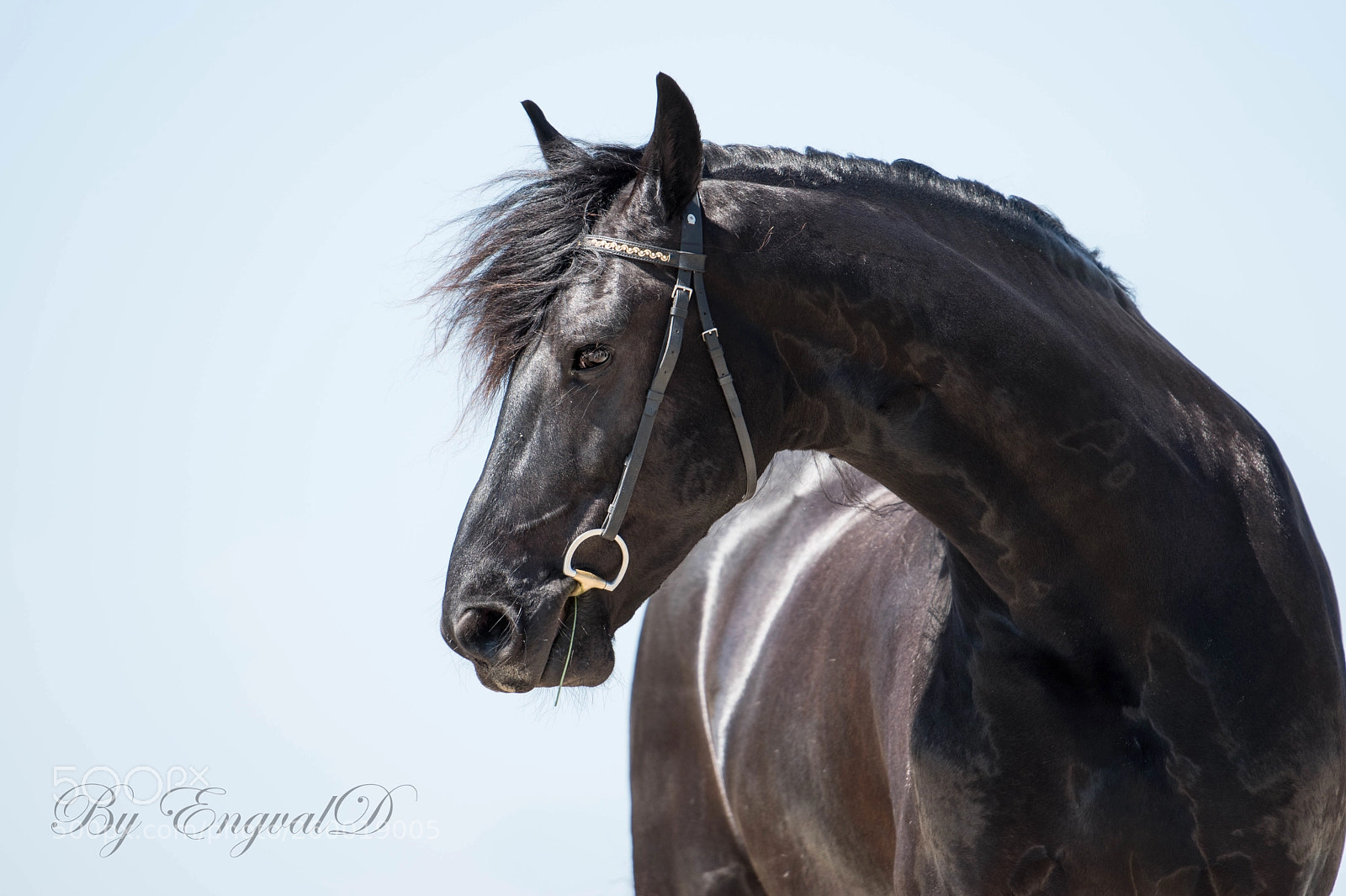 Nikon D5500 sample photo. I know i'm handsome photography