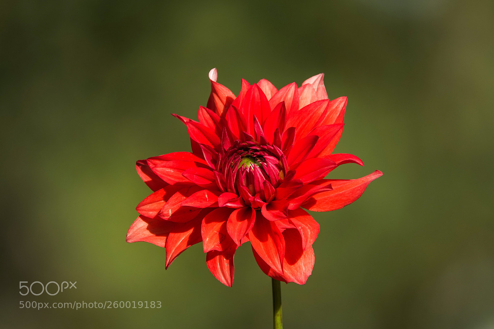 Sony Cyber-shot DSC-RX10 IV sample photo. Red flames photography