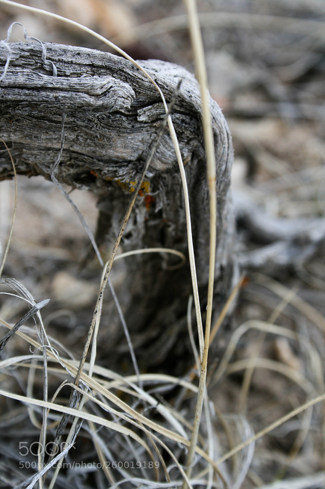 Canon EOS 400D (EOS Digital Rebel XTi / EOS Kiss Digital X) sample photo. A tiny little twig photography