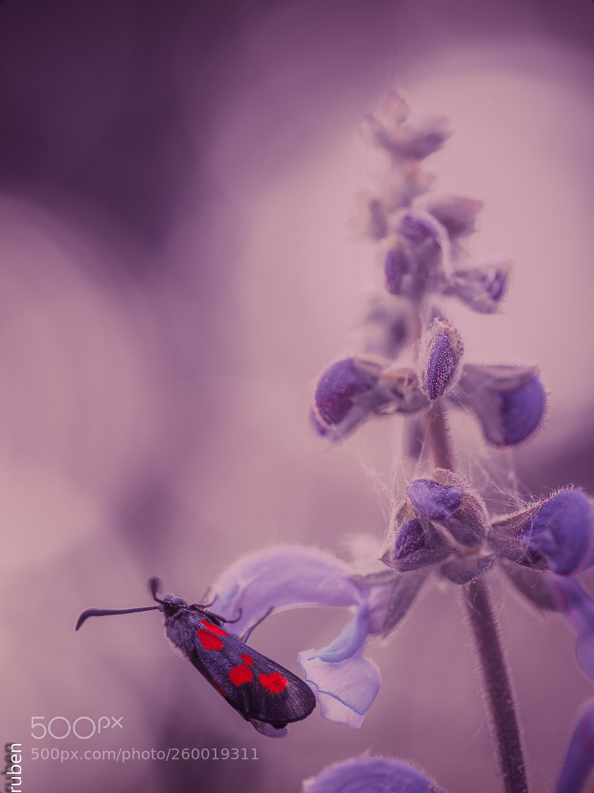 Nikon D610 sample photo. A magic afternoon photography