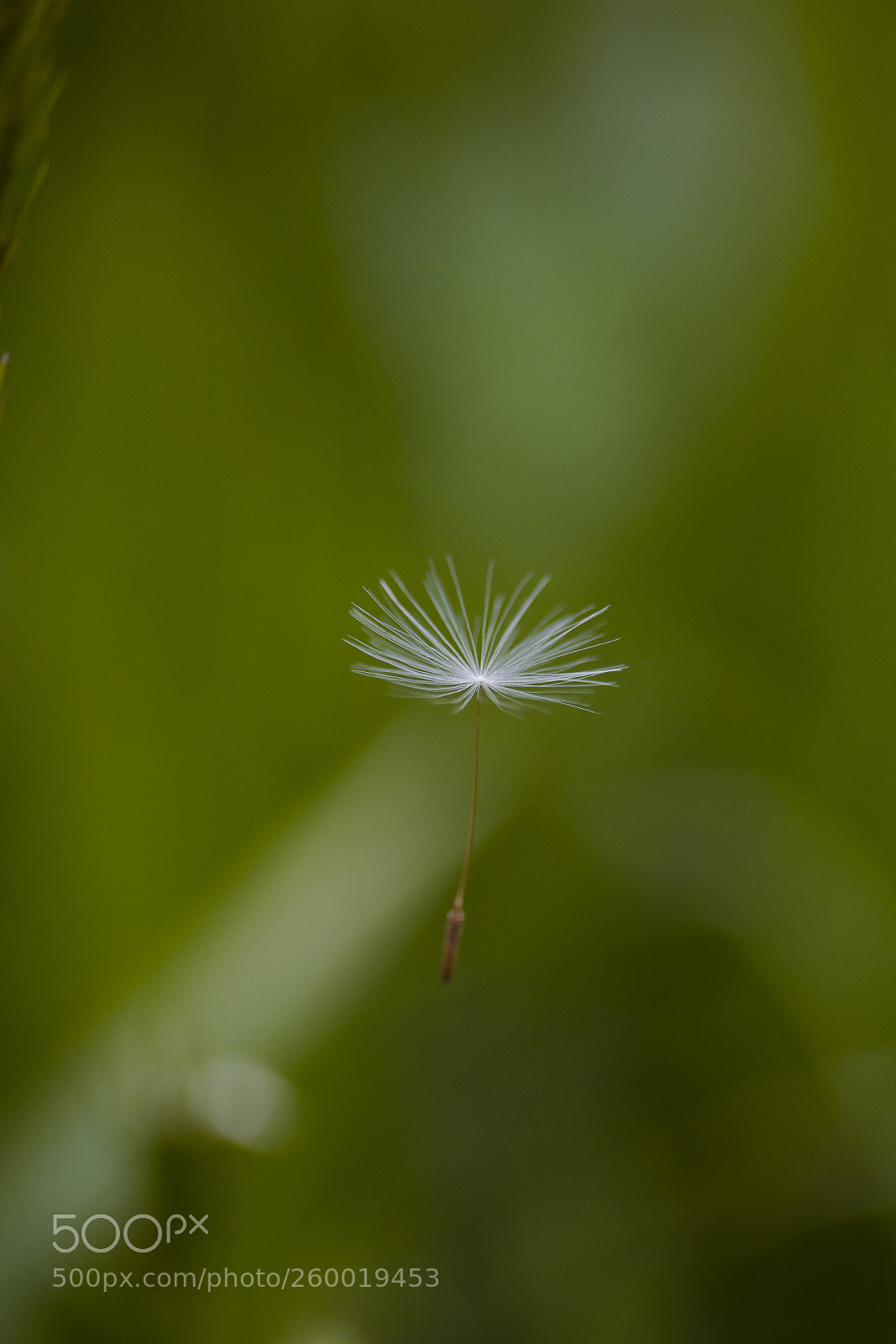 Canon EOS 60D sample photo. Dandelion seed photography
