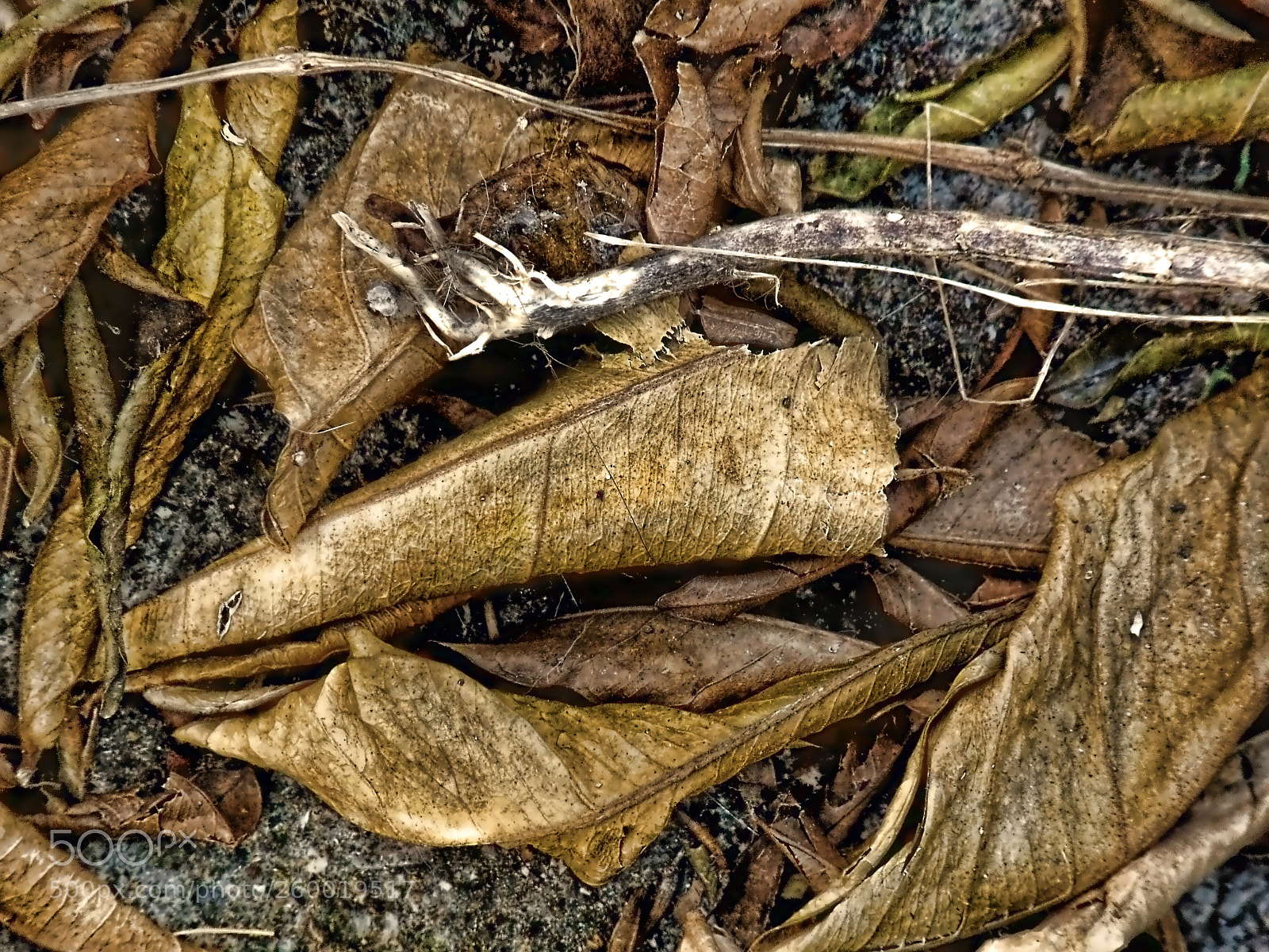 Panasonic Lumix DMC-FZ28 sample photo. Foglie di autunno photography