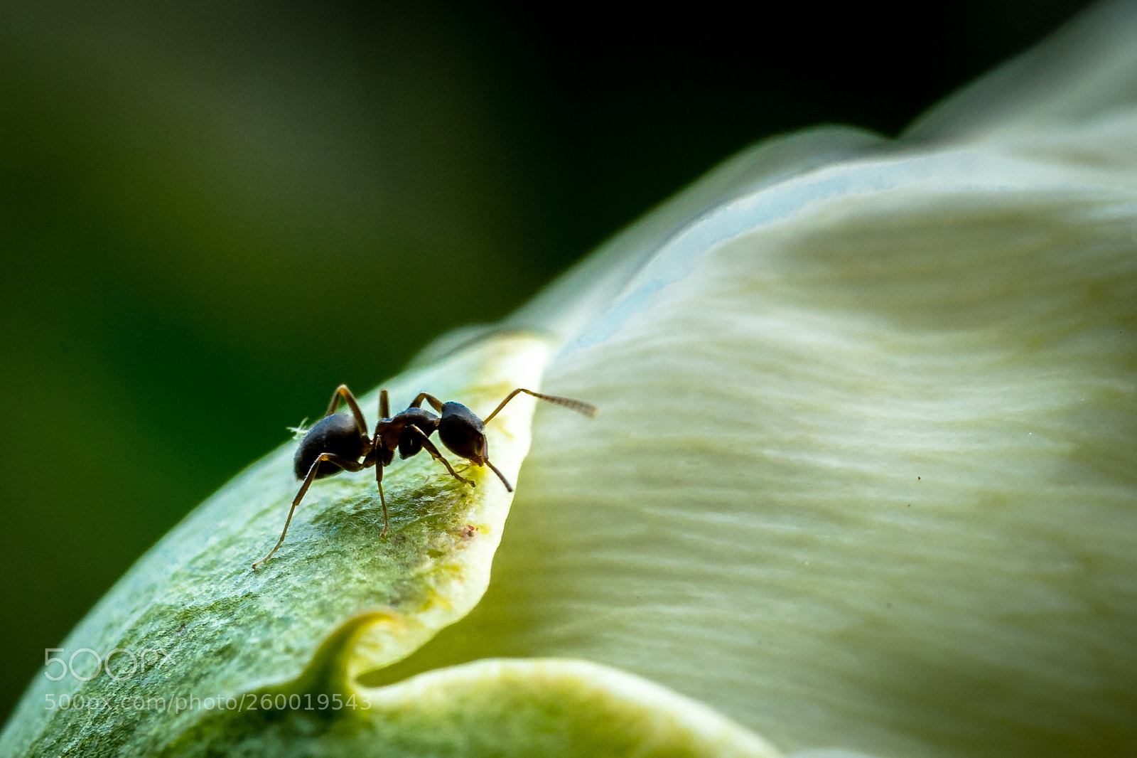 Sony a7R II sample photo. Ant photography