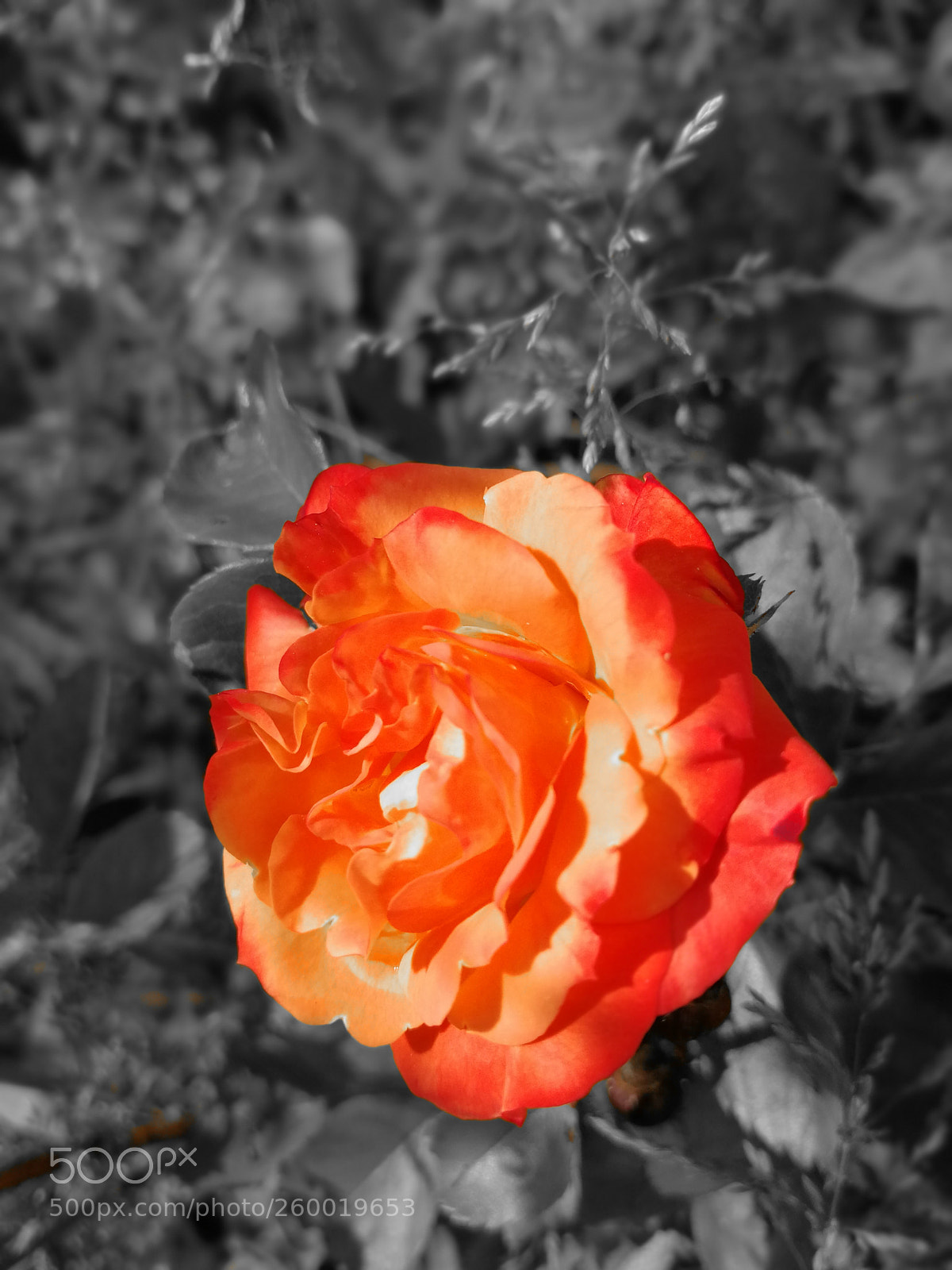 HUAWEI P10 sample photo. Untitled photography