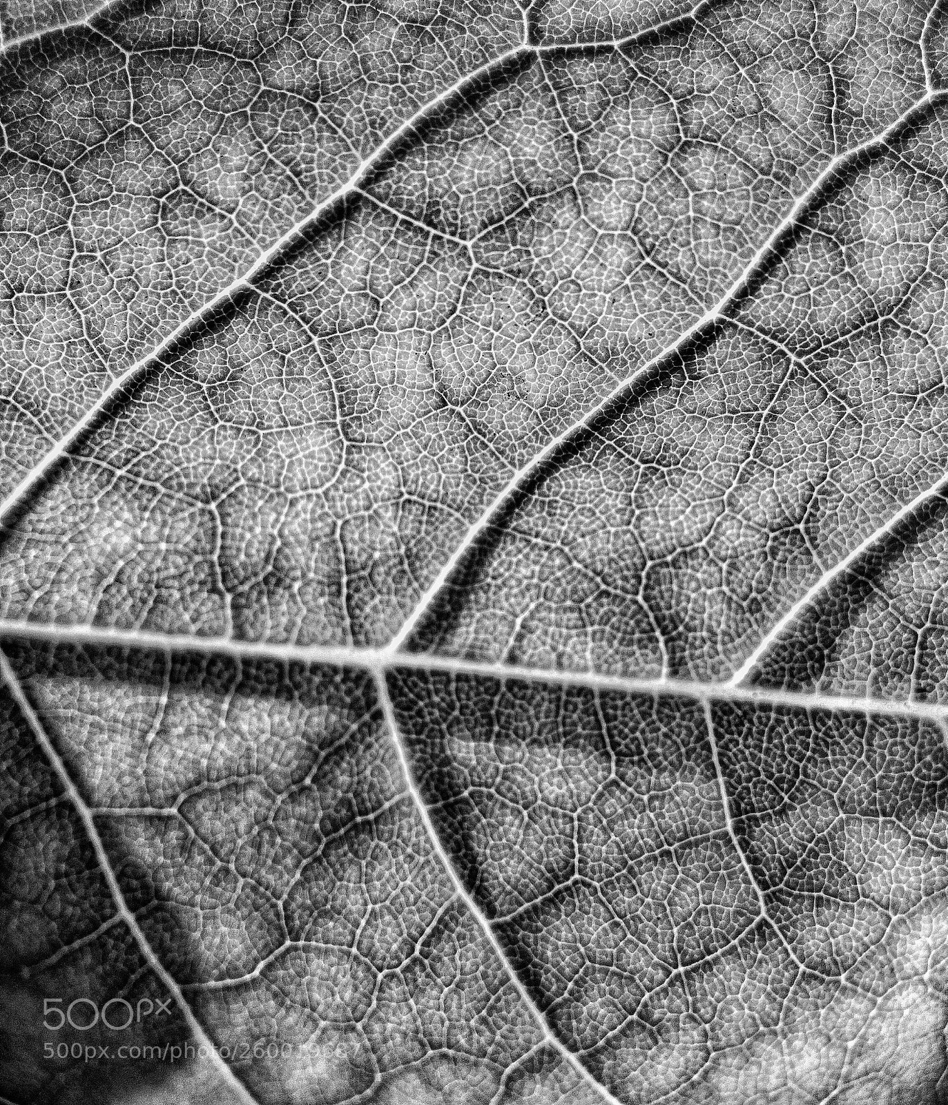 Apple iPhone 7 Plus sample photo. Iphoneography / macro photography