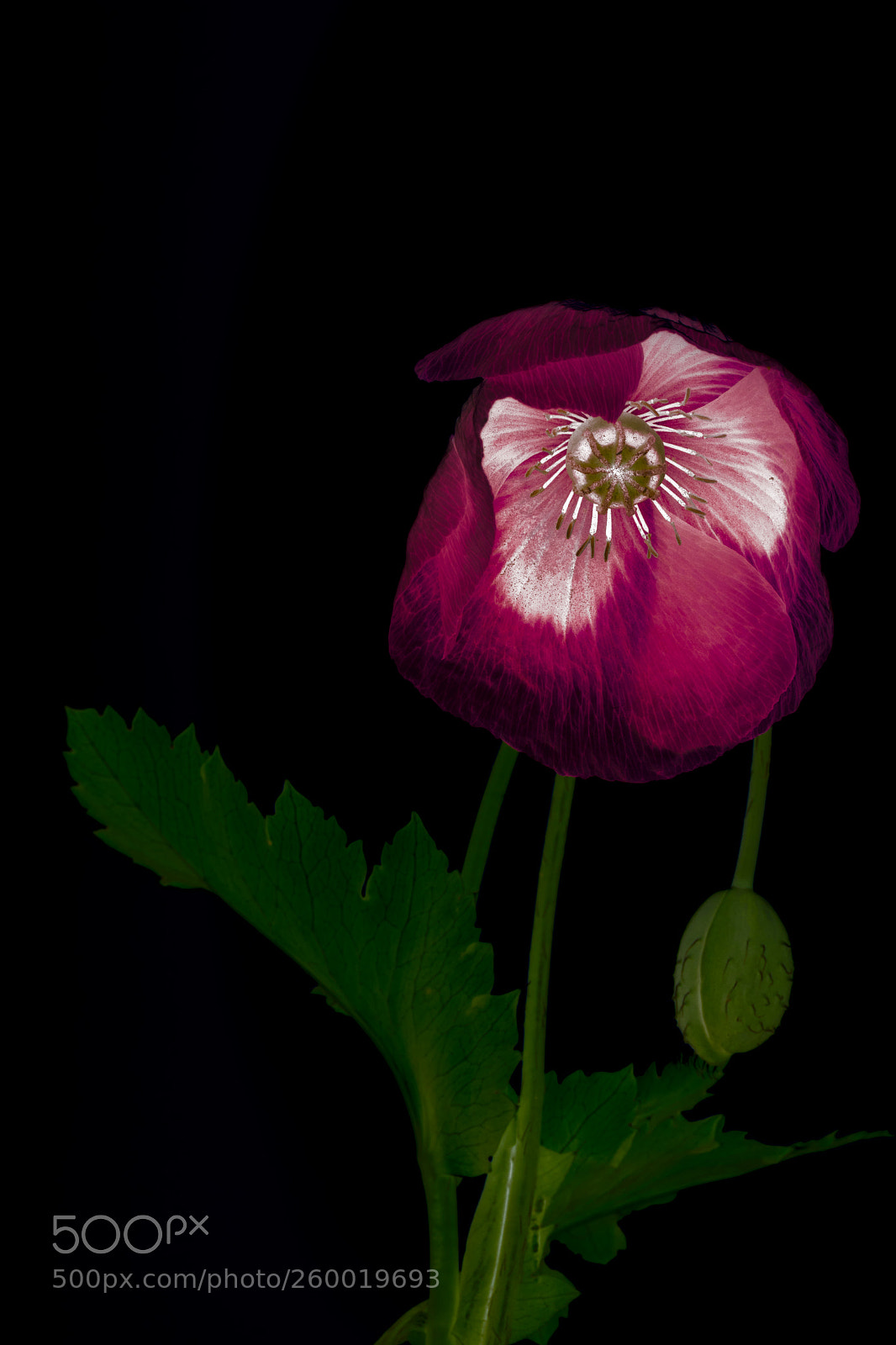 Canon EOS 7D Mark II sample photo. Poppy - artisitc photography
