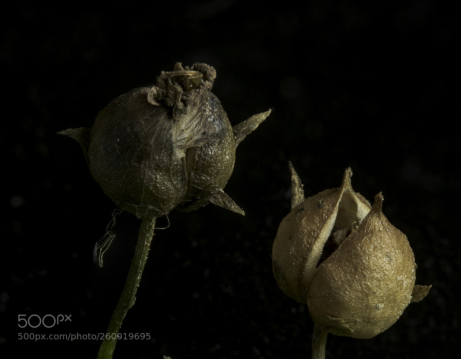 Canon EOS 7D Mark II sample photo. Nettle leaved figwort photography