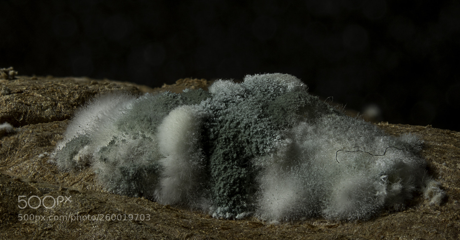 Canon EOS 7D Mark II sample photo. Mold island photography