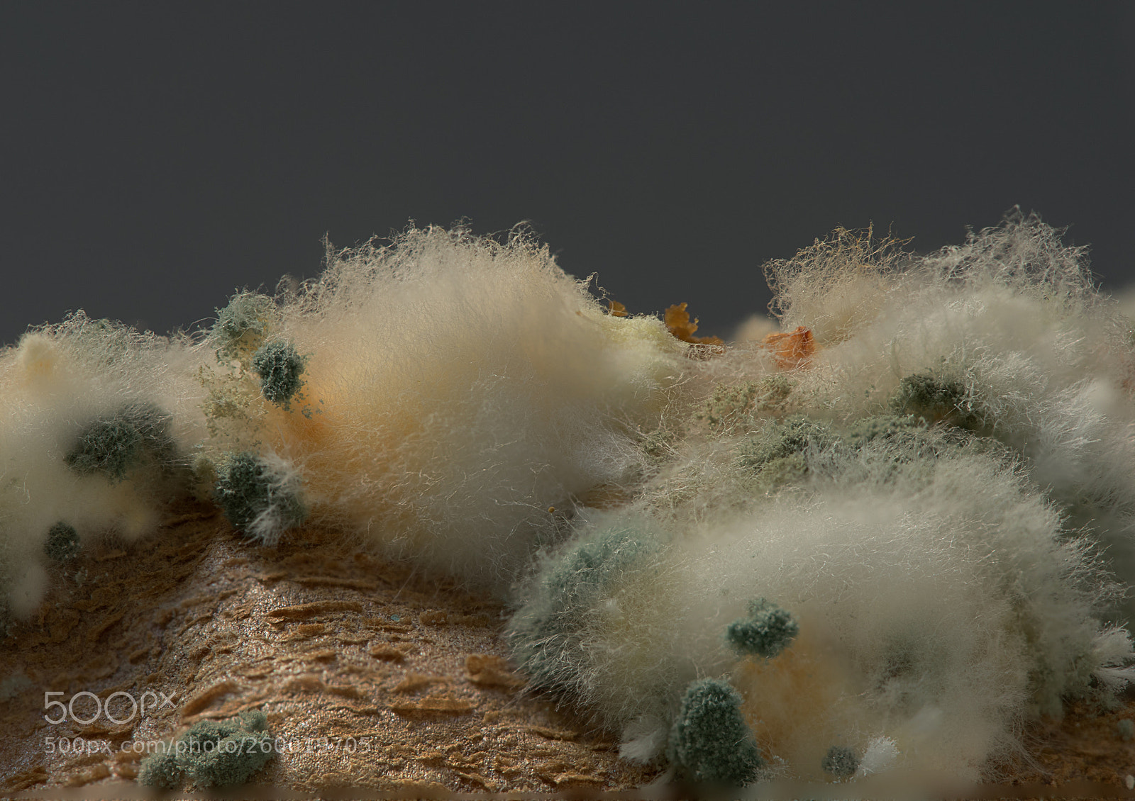 Canon EOS 7D Mark II sample photo. Mold photography