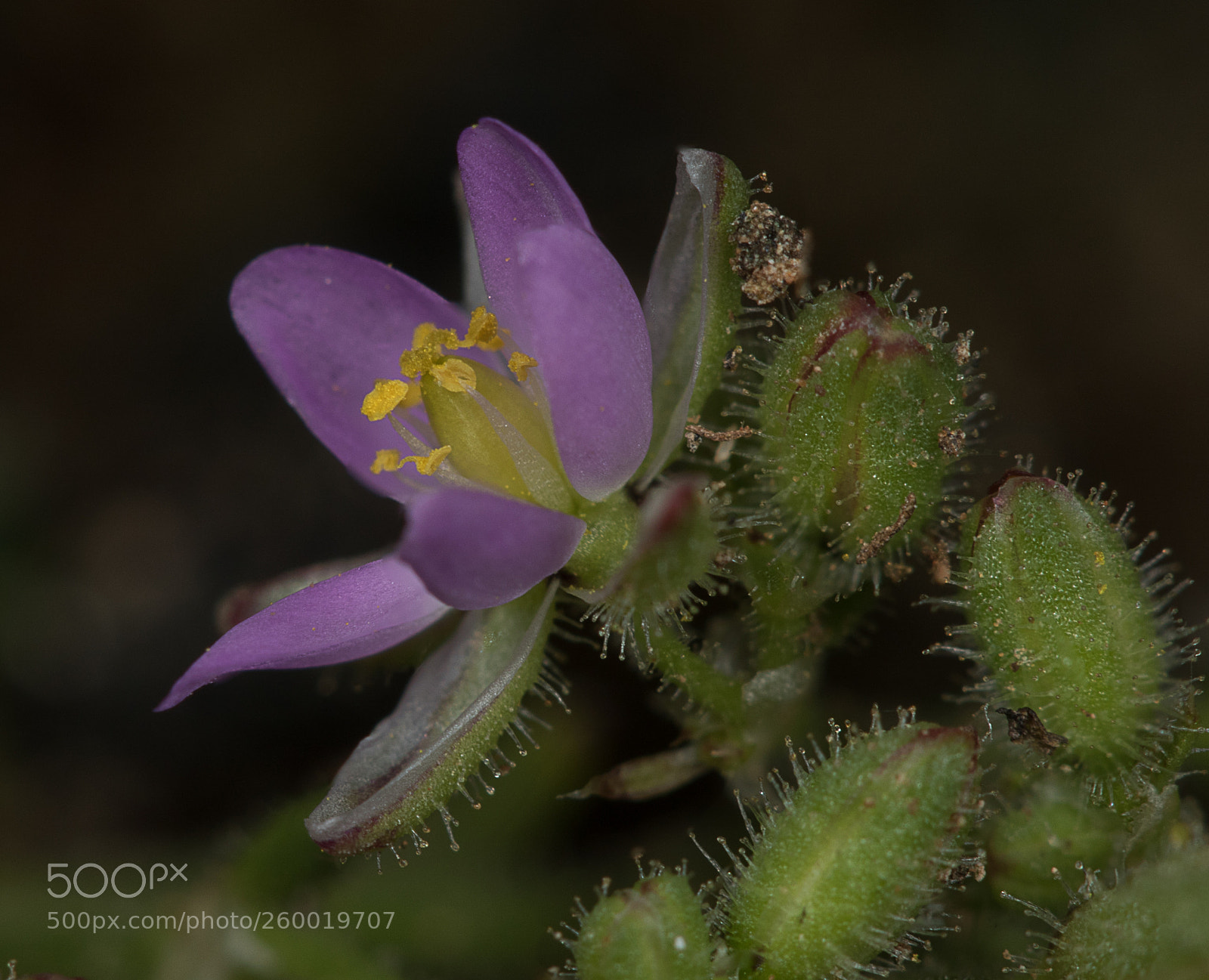 Canon EOS 7D Mark II sample photo. Mjc photography