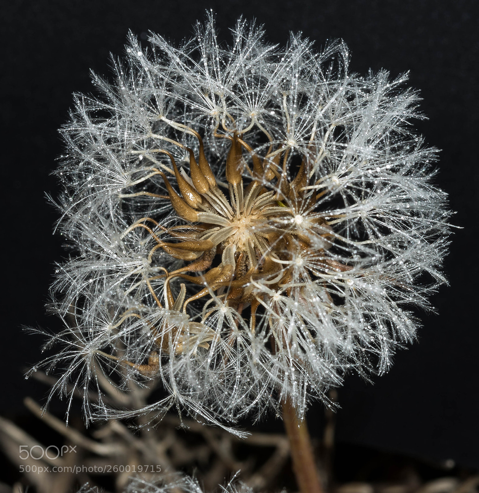 Canon EOS 7D Mark II sample photo. Fairies photography