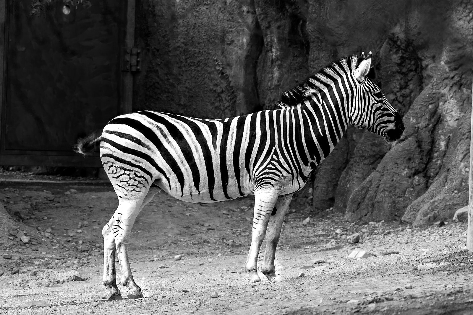 Nikon D7100 sample photo. Zebra 01 photography