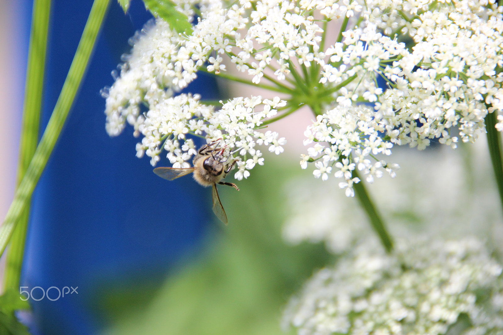 Canon EOS 600D (Rebel EOS T3i / EOS Kiss X5) sample photo. Bee hang around photography