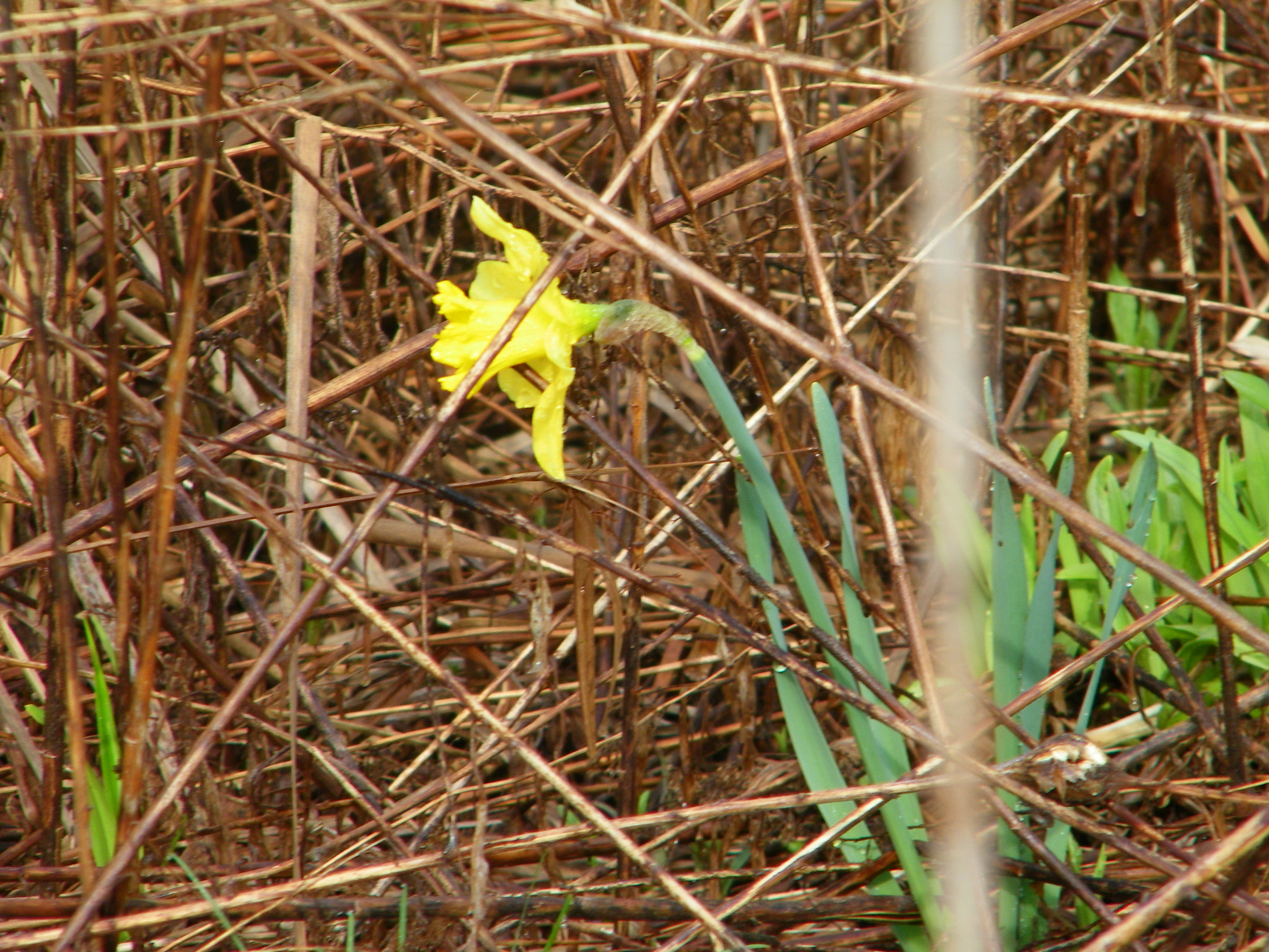 Kodak EASYSHARE Z1015 IS DIGITAL CAMERA sample photo. Skelton of flowers past photography