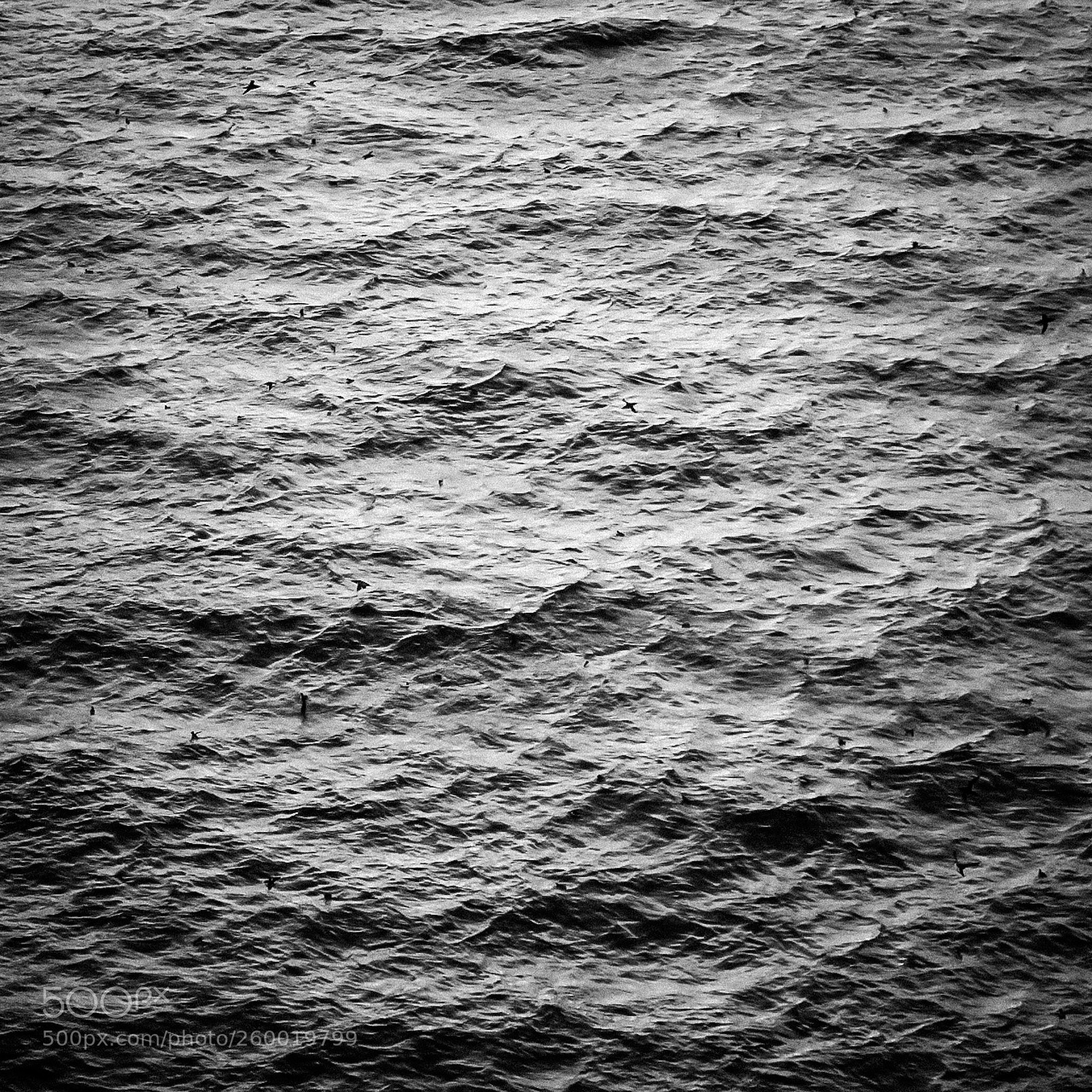Canon EOS 1300D (EOS Rebel T6 / EOS Kiss X80) sample photo. Birds at sea photography