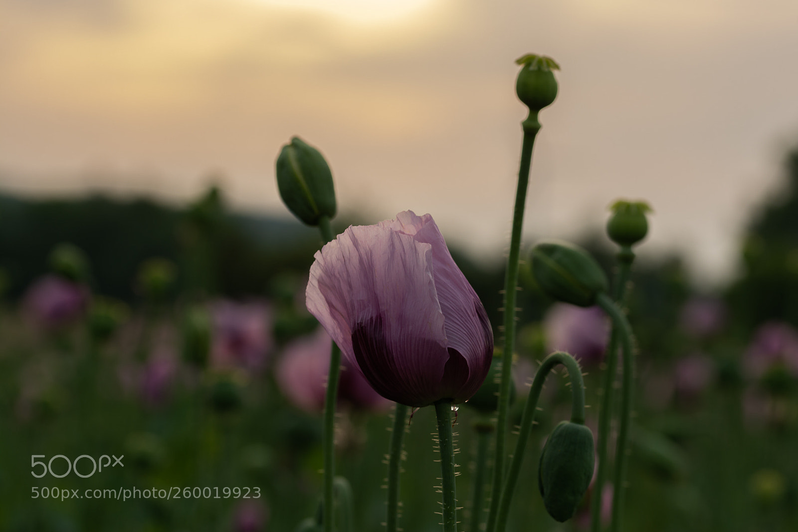 Nikon D7100 sample photo. Backmohn photography