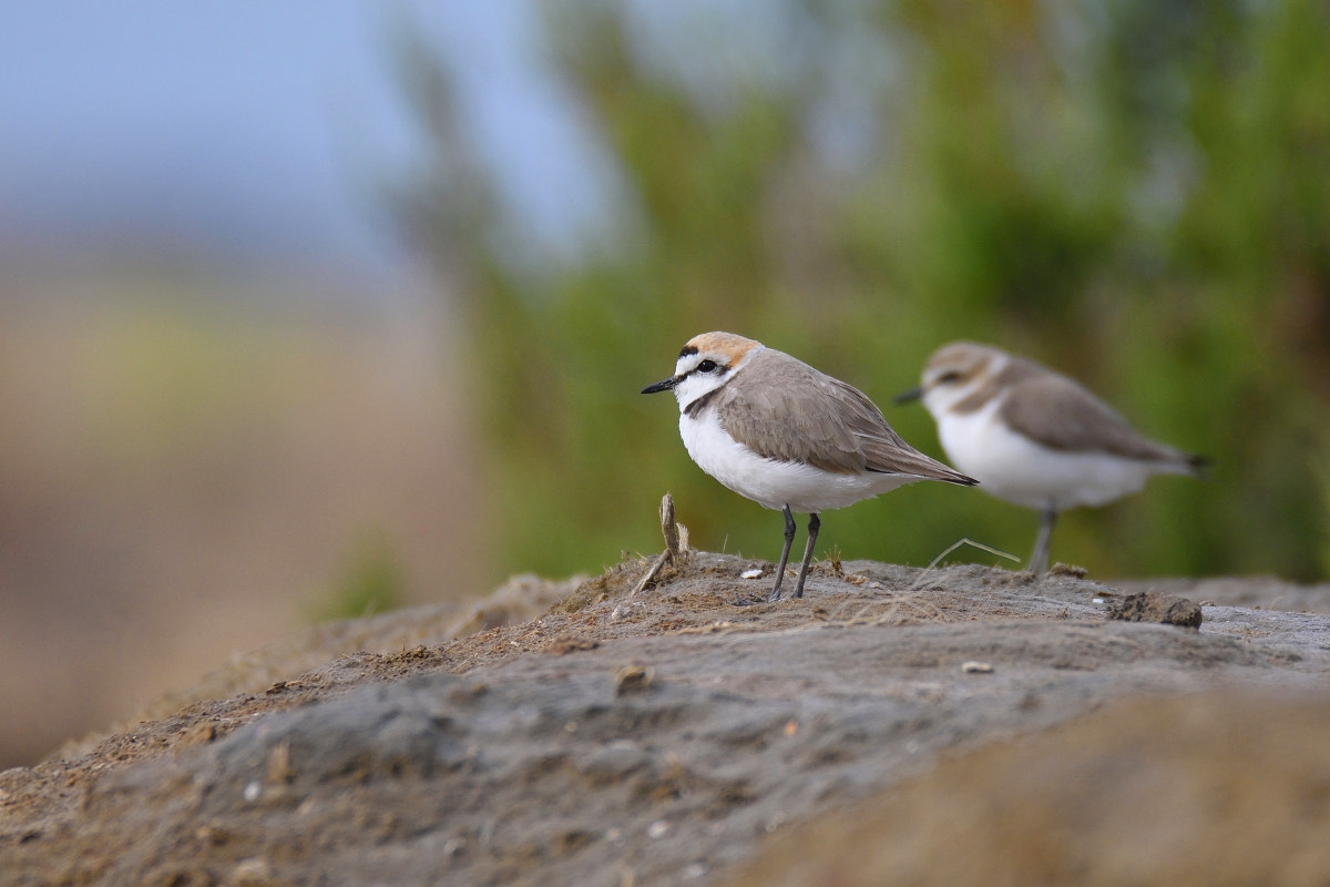 Nikon D7200 sample photo. Charadrius alexandrinus photography