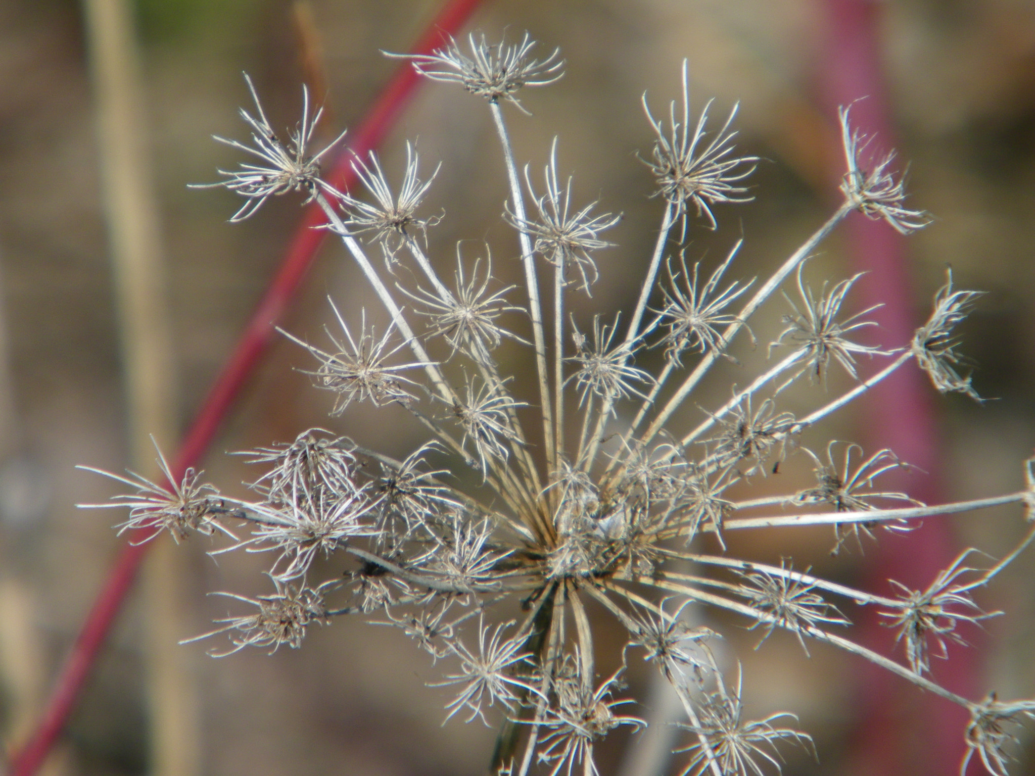 Kodak EASYSHARE Z1015 IS DIGITAL CAMERA sample photo. Skelton of flowers past photography
