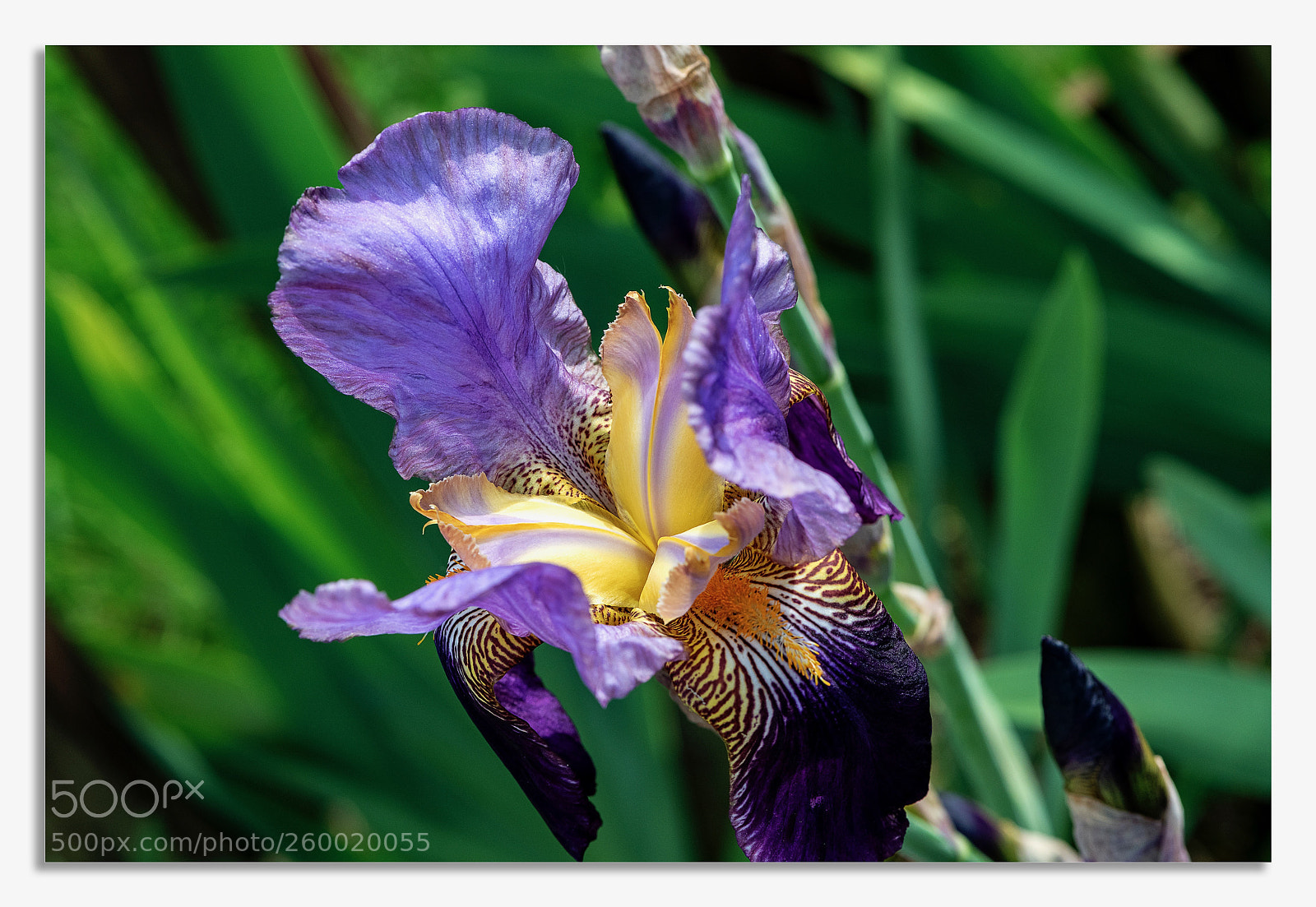 Nikon D850 sample photo. Spring flowers. photography