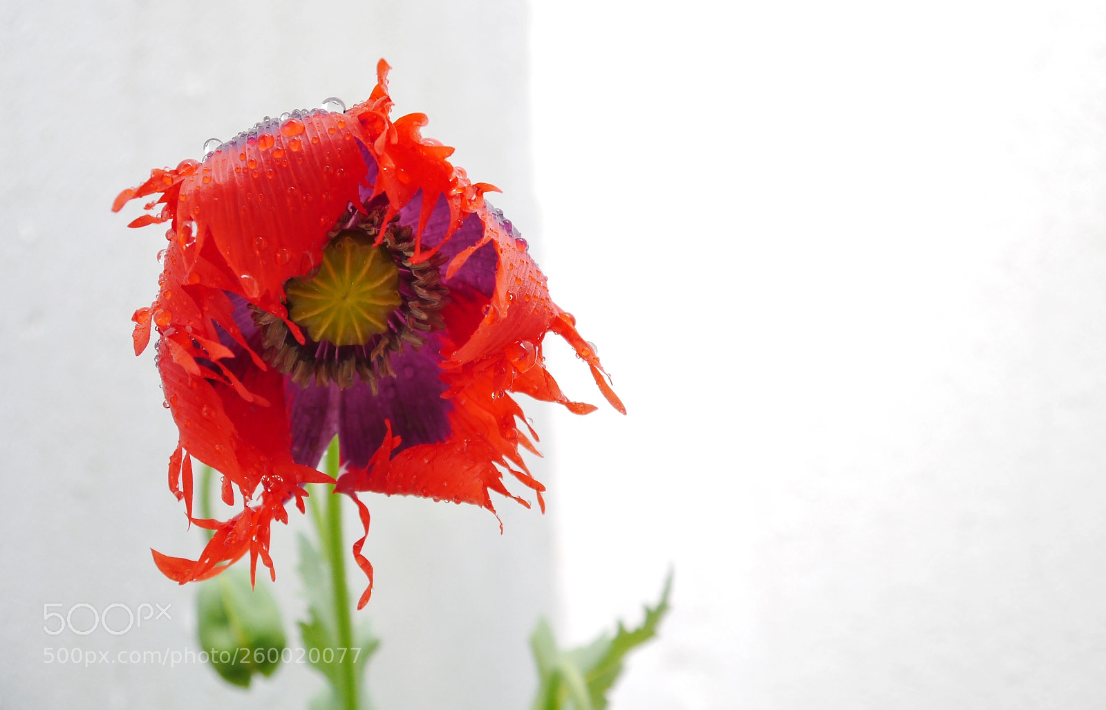 Panasonic Lumix DMC-G3 sample photo. Poppy flower photography