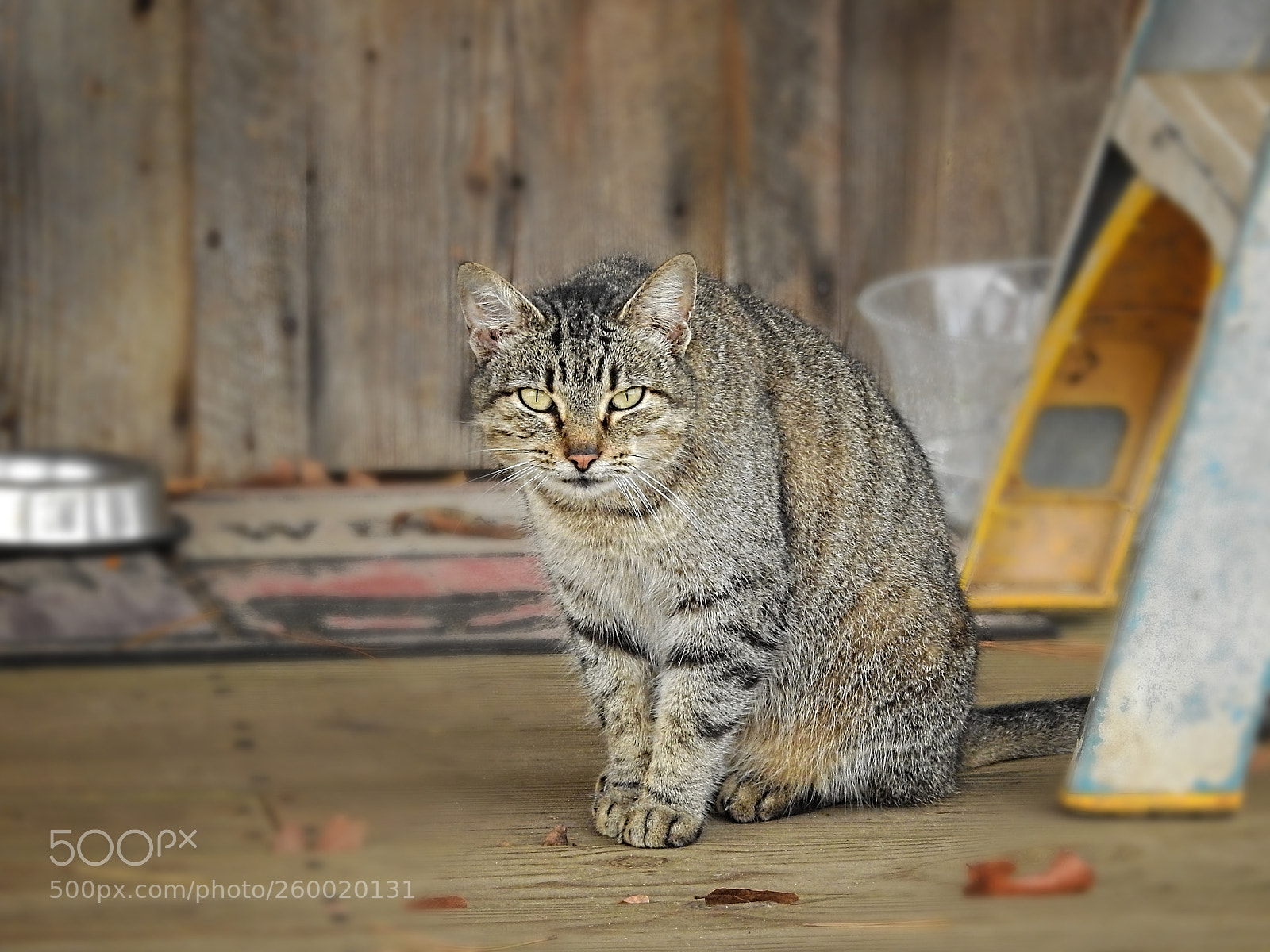 Nikon Coolpix P900 sample photo. Cat photography