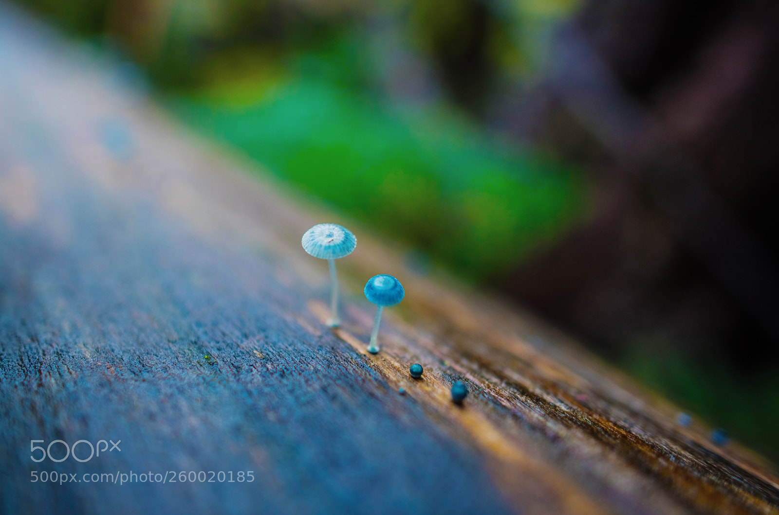 Nikon D850 sample photo. The tiny ones  photography