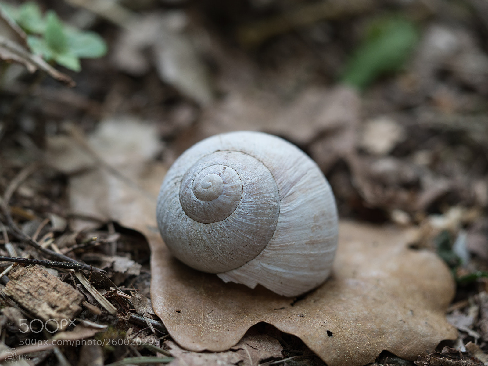 Olympus OM-D E-M1 Mark II sample photo. Snail shell photography