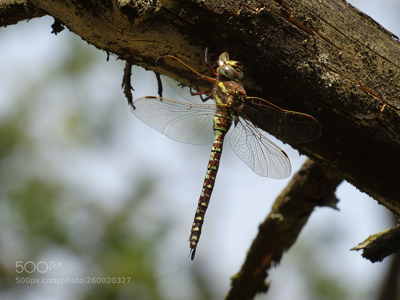 Sony Cyber-shot DSC-HX300 sample photo. Hanging hawker photography