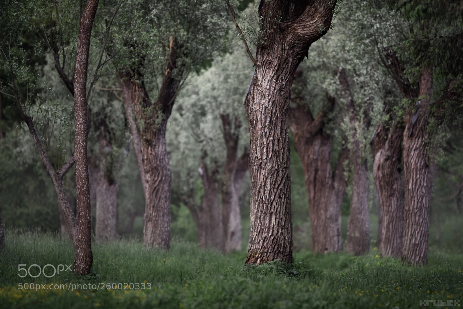 Canon EOS 5D Mark II sample photo. The silver willows valley photography