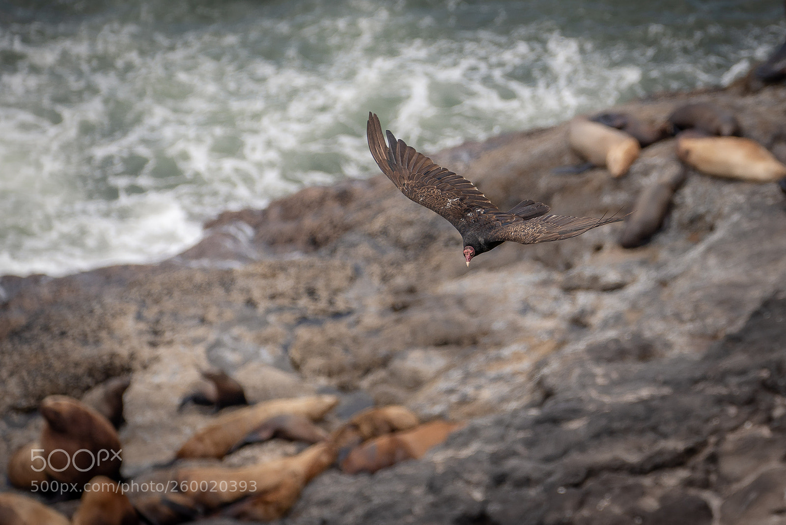 Sony a7R III sample photo. Flight over sea lions photography