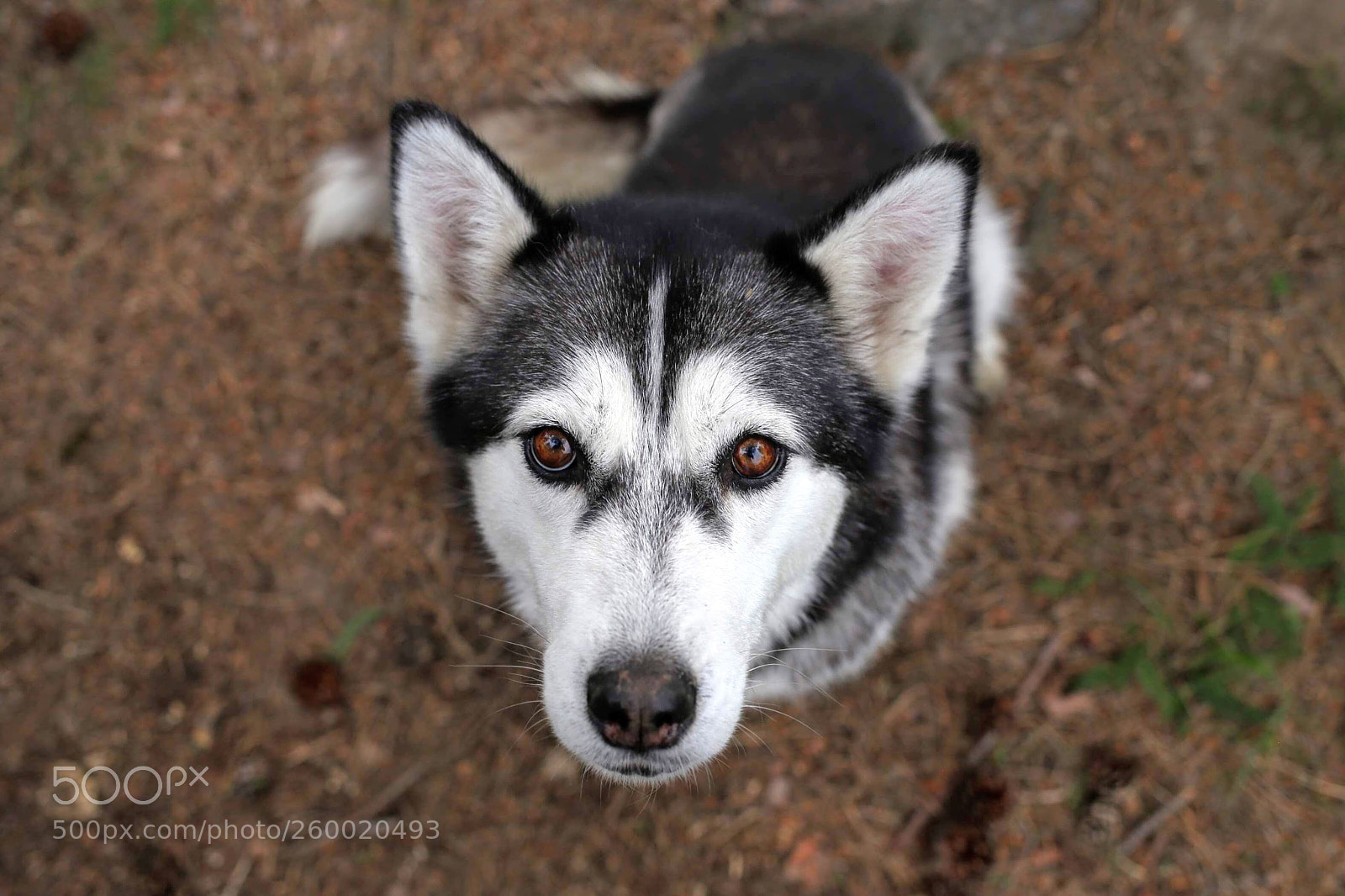 Canon EOS 6D sample photo. Got a snack? photography
