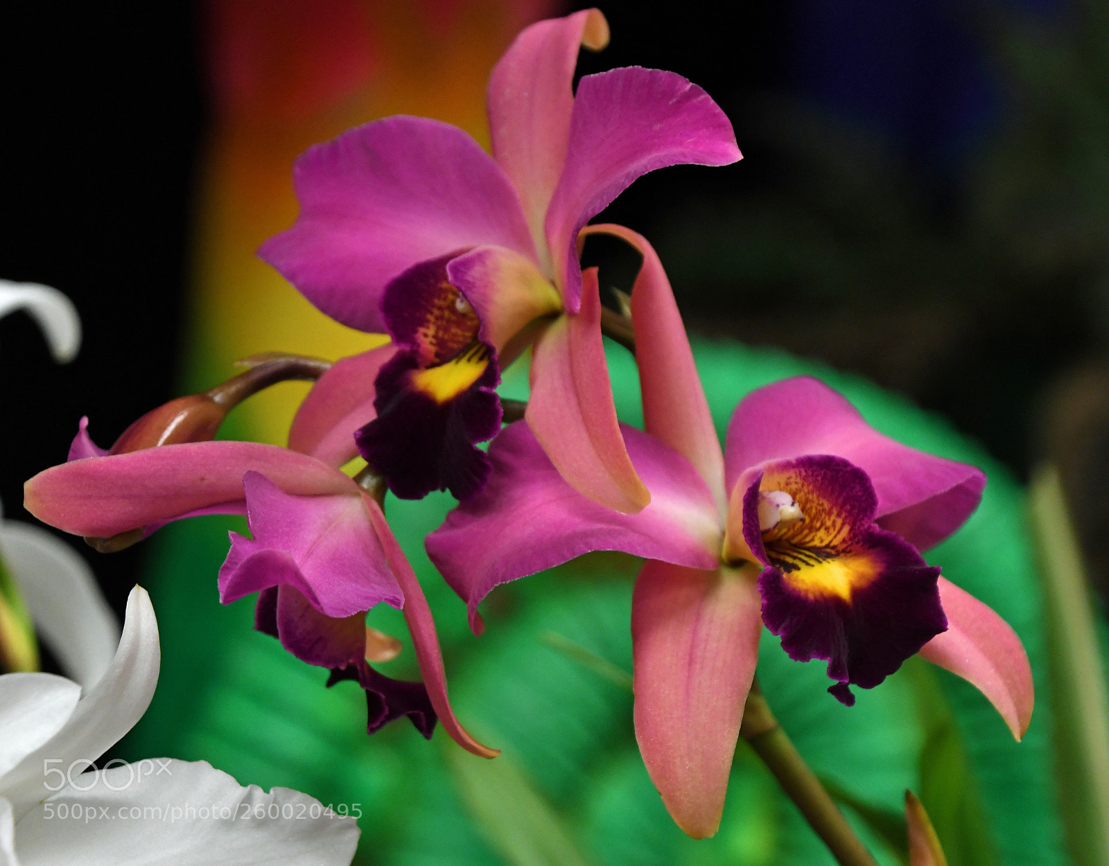 Nikon D500 sample photo. Dsc photography