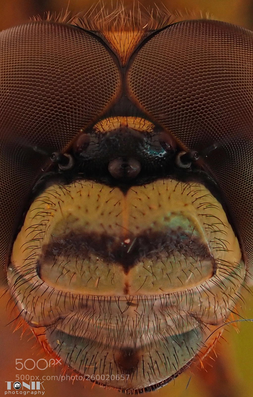 Olympus OM-D E-M10 II sample photo. Face of dragonfly photography