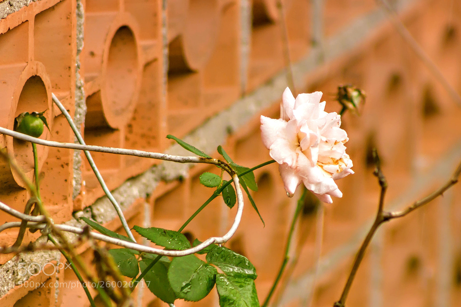 Canon EOS 550D (EOS Rebel T2i / EOS Kiss X4) sample photo. Rose photography
