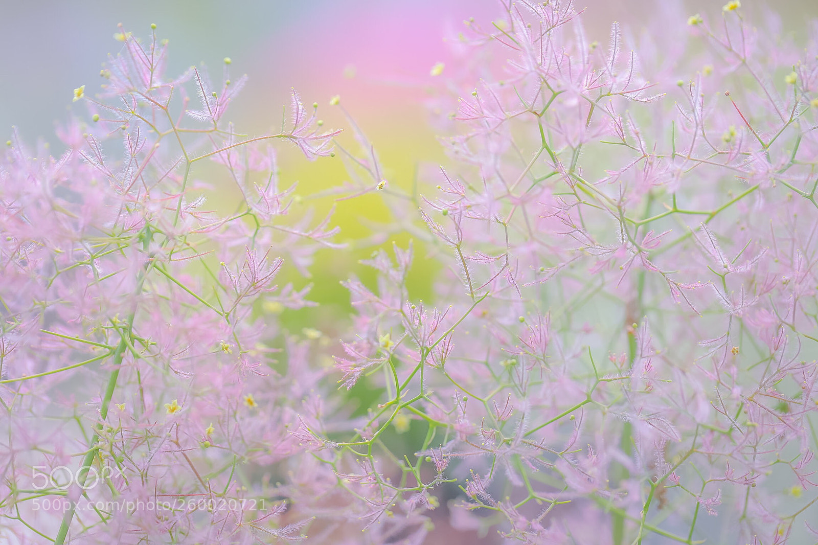 Canon EOS 6D Mark II sample photo. It is called smoke photography