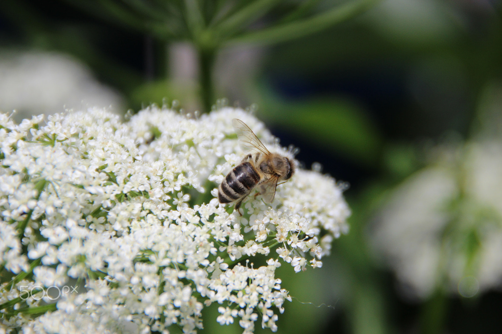Canon EOS 600D (Rebel EOS T3i / EOS Kiss X5) sample photo. Bee close-up photography