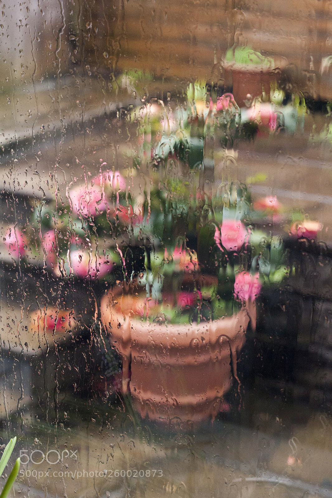 Canon EOS 50D sample photo. Camellia in the rain photography