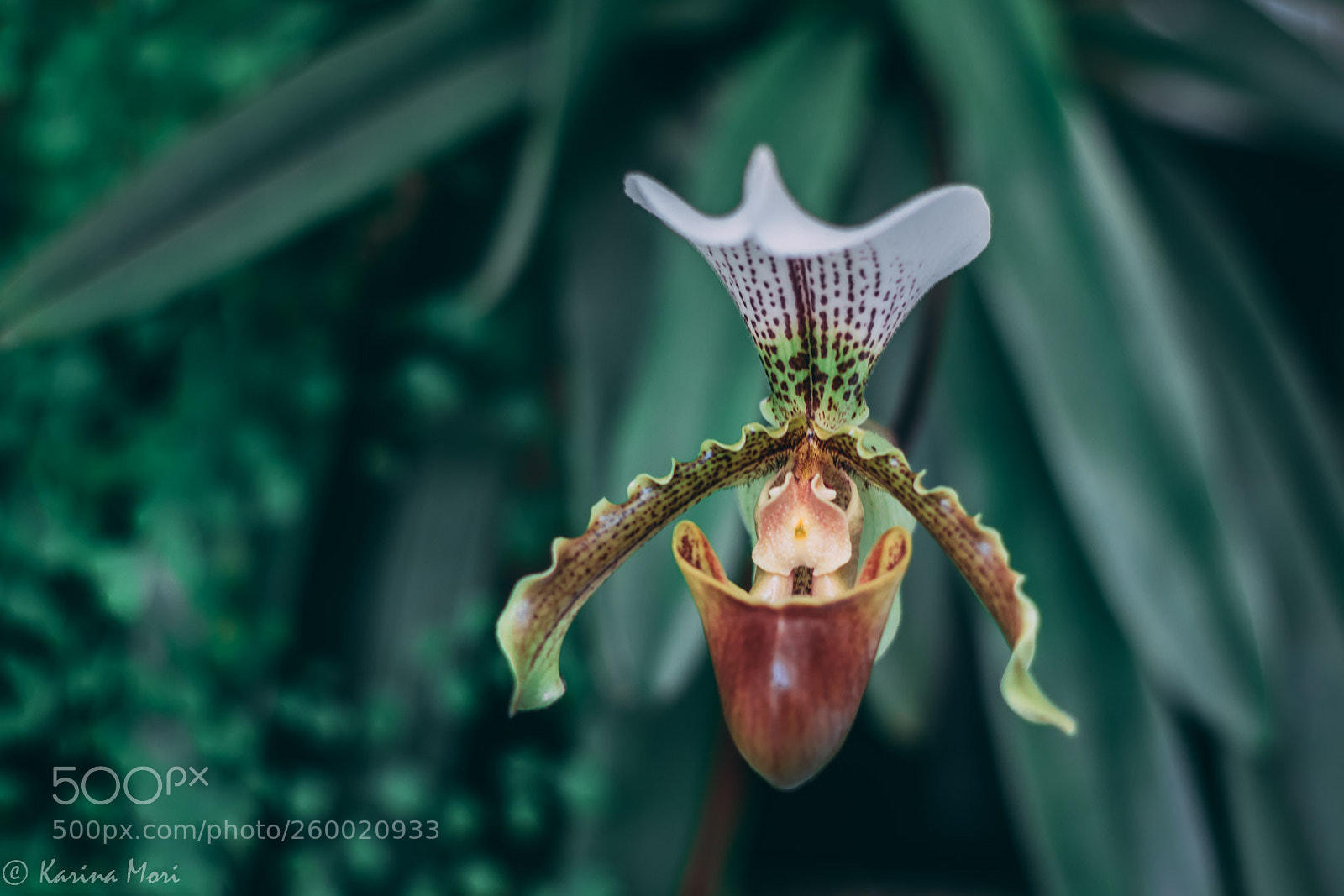 Canon EOS 750D (EOS Rebel T6i / EOS Kiss X8i) sample photo. Orchid photography