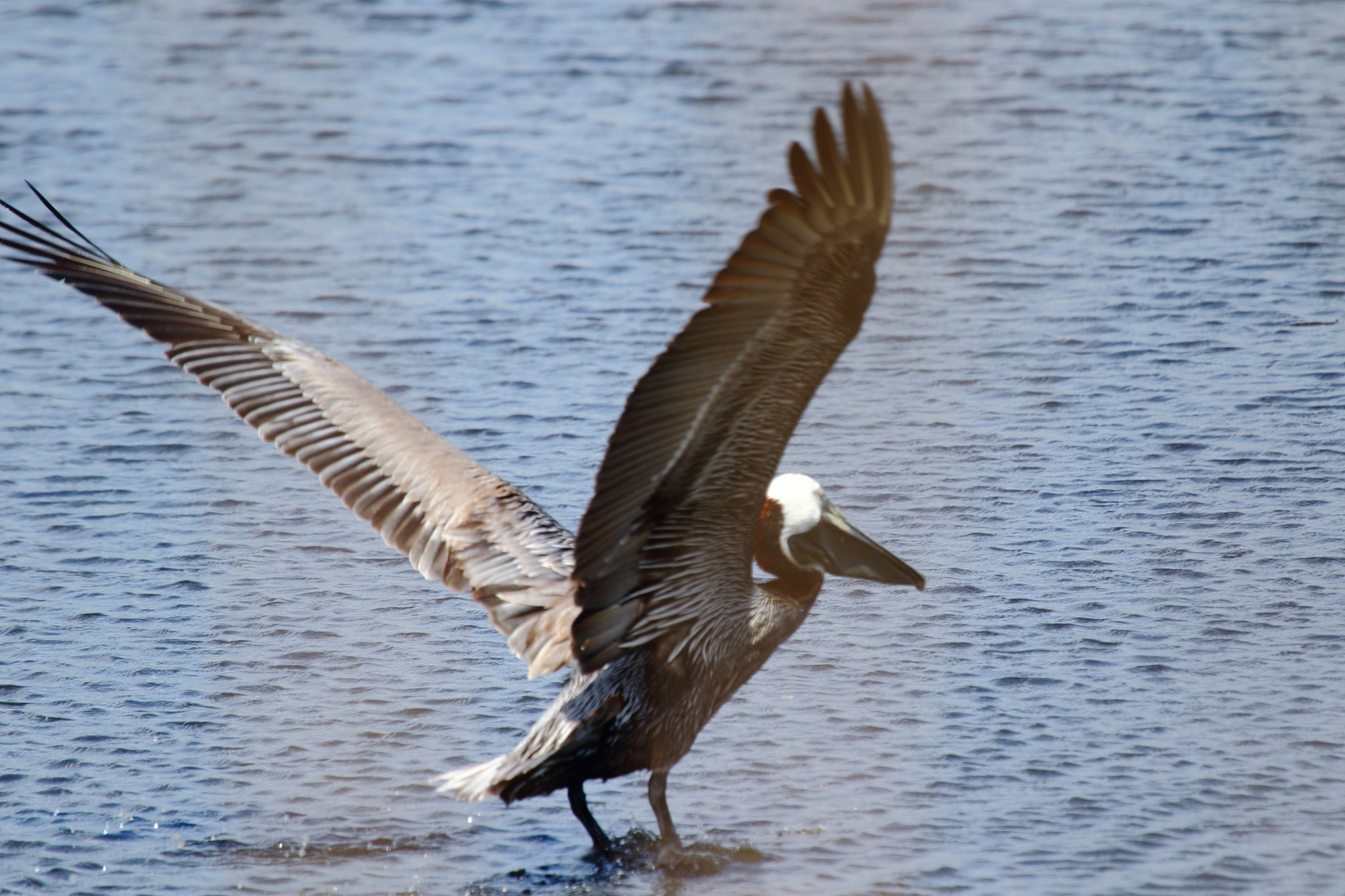 Canon EOS 7D Mark II + Canon EF 100-400mm F4.5-5.6L IS USM sample photo. Wa photography