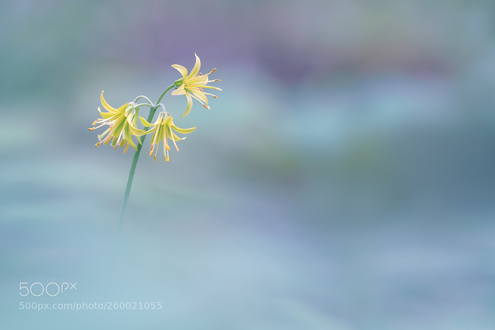 Sony a7R II sample photo. Clintonia borealis photography