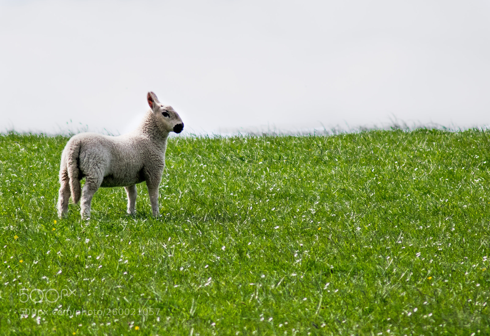 Nikon D3300 sample photo. Lamb photography